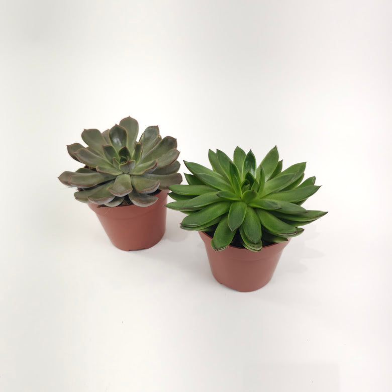 Assorted Echeveria - 6 inch pot — plant in pot — indoor plant for sale by Promise Supply for delivery and pickup in Toronto.