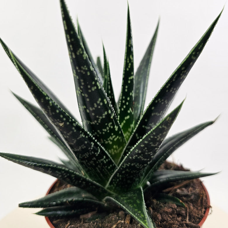 Assorted Haworthia/Gasteria - 5 inch pot — close-up of foliage — indoor plant for sale by Promise Supply for delivery and pickup in Toronto.
