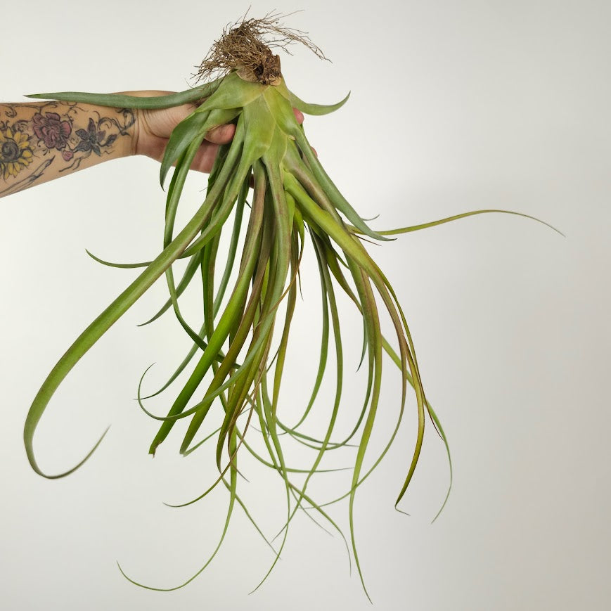 Assorted Air Plant: Tillandsia — indoor plant — indoor plant for sale by Promise Supply for delivery and pickup in Toronto.