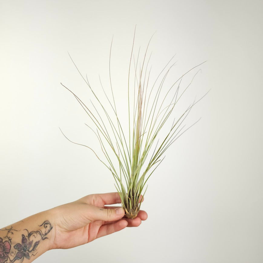 Assorted Air Plant: Tillandsia — indoor plant — indoor plant for sale by Promise Supply for delivery and pickup in Toronto.