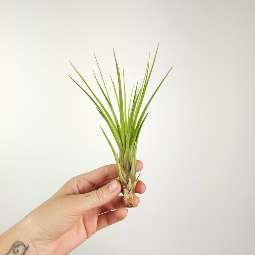 Assorted Air Plant: Tillandsia — indoor plant — indoor plant for sale by Promise Supply for delivery and pickup in Toronto.
