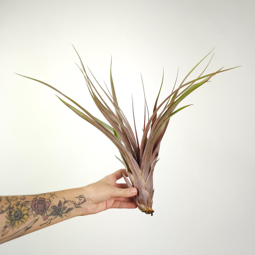Assorted Air Plant: Tillandsia — indoor plant — indoor plant for sale by Promise Supply for delivery and pickup in Toronto.