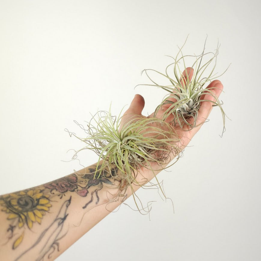 Assorted Air Plant: Tillandsia — indoor plant — indoor plant for sale by Promise Supply for delivery and pickup in Toronto.