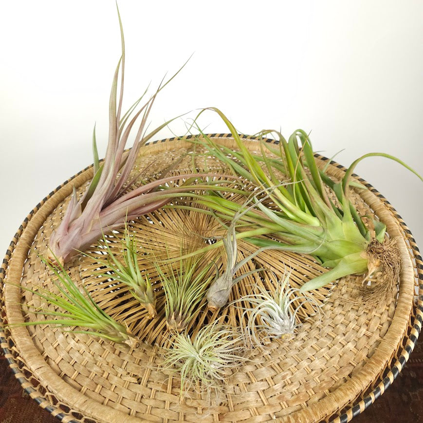Assorted Air Plant: Tillandsia — indoor plant — indoor plant for sale by Promise Supply for delivery and pickup in Toronto.