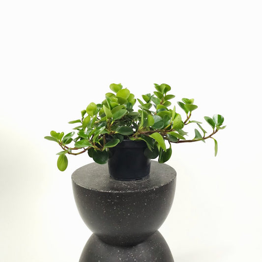Baby Rubber Plant: Peperomia obtusifolia - 8 inch pot — plant in pot — indoor plant for sale by Promise Supply for delivery and pickup in Toronto.