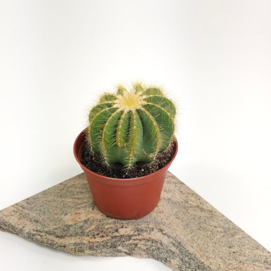 Balloon Cactus: Parodia magnifica - 6 inch pot — plant in pot — indoor plant for sale by Promise Supply for delivery and pickup in Toronto.