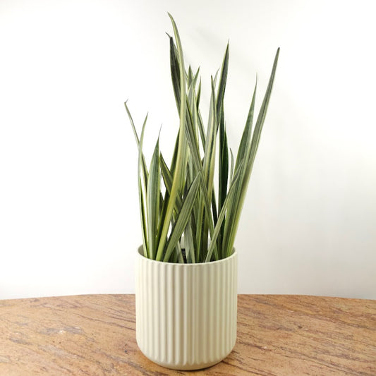 Bantel's Sensation Snake Plant: Sansevieria trifasciata - 10 inch pot - 2.5-3 foot tall — plant in pot — indoor plant for sale by Promise Supply for delivery and pickup in Toronto.