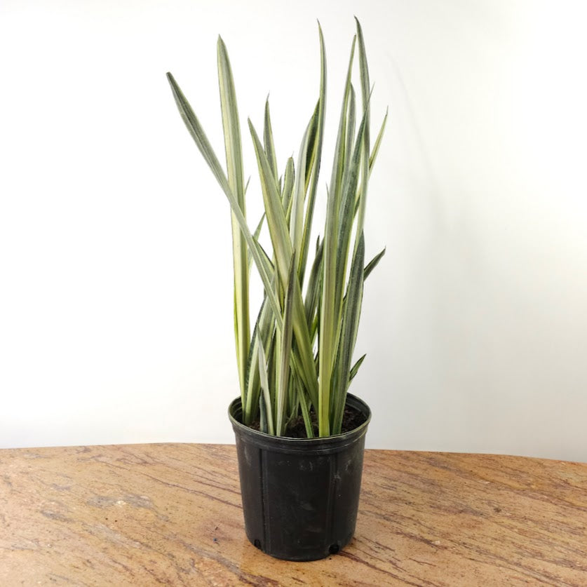 Bantel's Sensation Snake Plant: Sansevieria trifasciata - 10 inch pot - 2.5-3 foot tall
