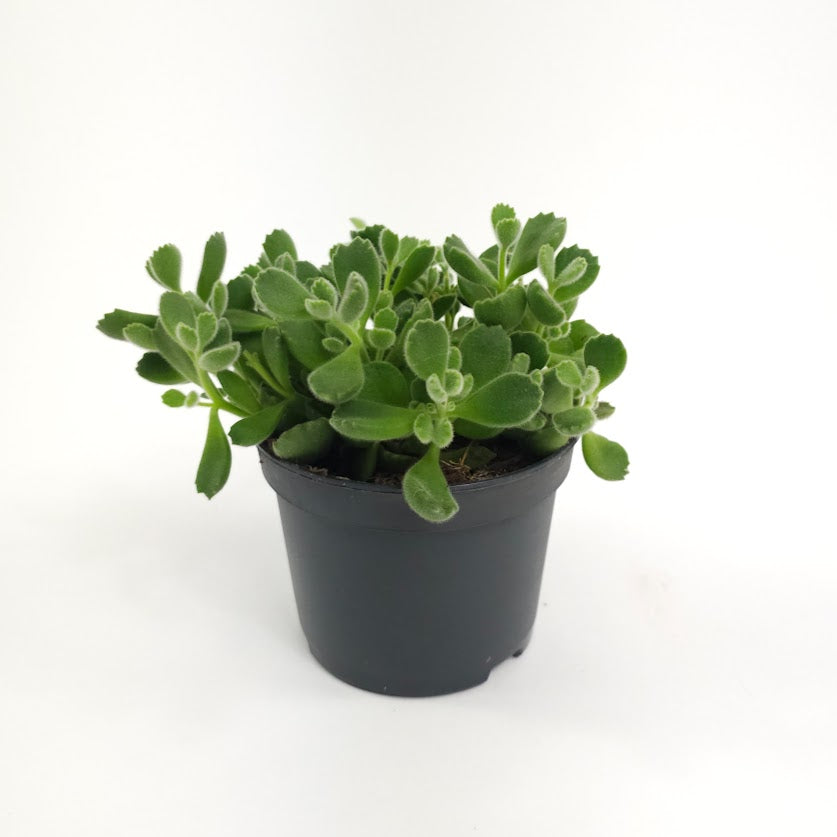 Bear's Paw Succulent: Cotyledon ladismithiensis - 5 inch pot — plant in pot — indoor plant for sale by Promise Supply for delivery and pickup in Toronto.