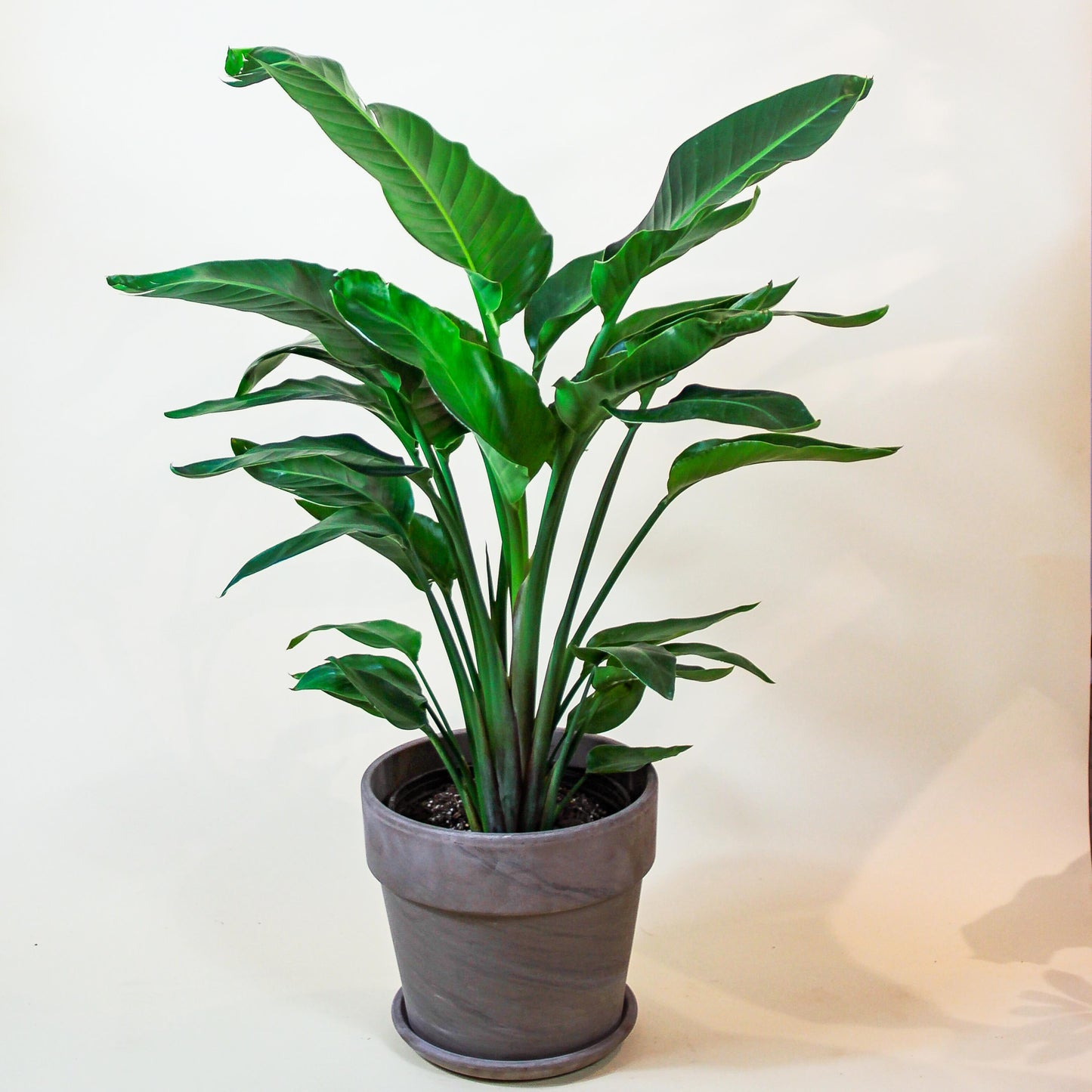 White Bird of Paradise: Strelitzia nicolai - 12 inch pot - 4.5-5 foot tall — in white planter — indoor plant for sale by Promise Supply for delivery and pickup in Toronto.