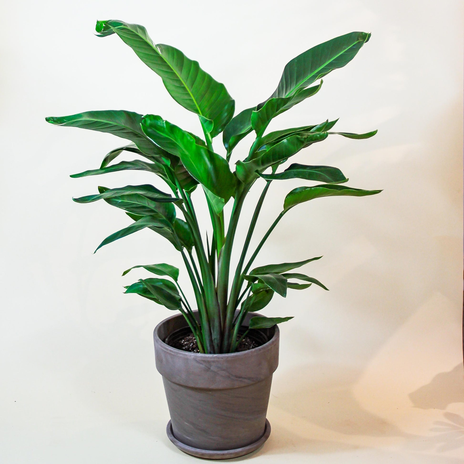 White Bird of Paradise: Strelitzia nicolai - 12 inch pot - 4.5-5 foot tall — in white planter — indoor plant for sale by Promise Supply for delivery and pickup in Toronto.