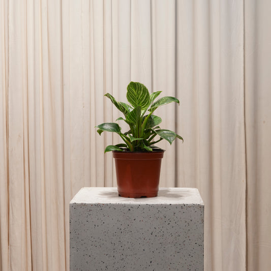 Birkin Plant: Philodendron - 6 inch pot — plant in pot — indoor plant for sale by Promise Supply for delivery and pickup in Toronto.