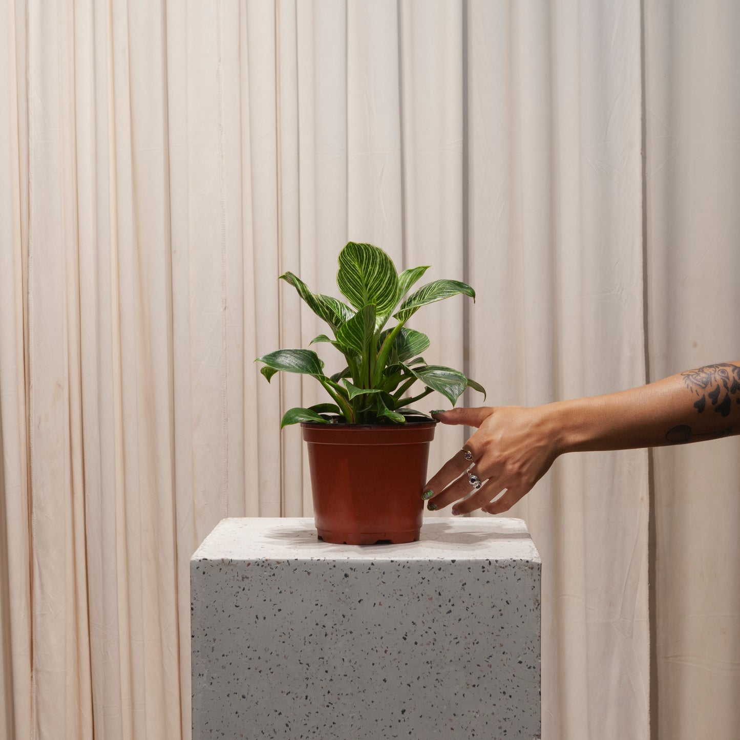 Birkin Plant: Philodendron - 6 inch pot — plant in pot — indoor plant for sale by Promise Supply for delivery and pickup in Toronto.