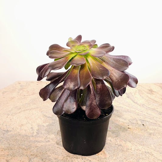 Black Rose: Aeonium nigrum - 6 inch pot — in black planter — indoor plant for sale by Promise Supply for delivery and pickup in Toronto.