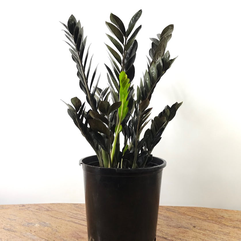Black ZZ Plant: Zamioculcas zamiifolia 'Raven' - 14 inch pot - 3-4 foot tall