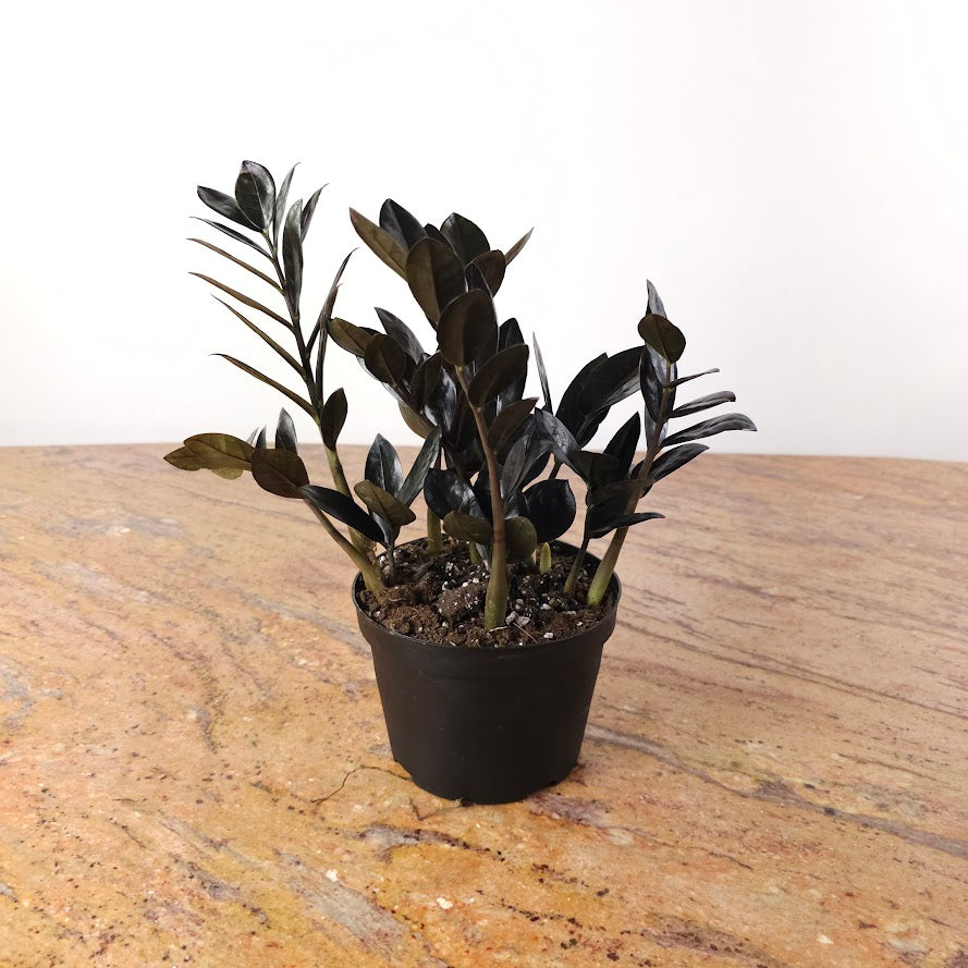 Black ZZ Plant: Zamioculcas zamiifolia 'Raven' - 6 inch pot — in black planter — indoor plant for sale by Promise Supply for delivery and pickup in Toronto.