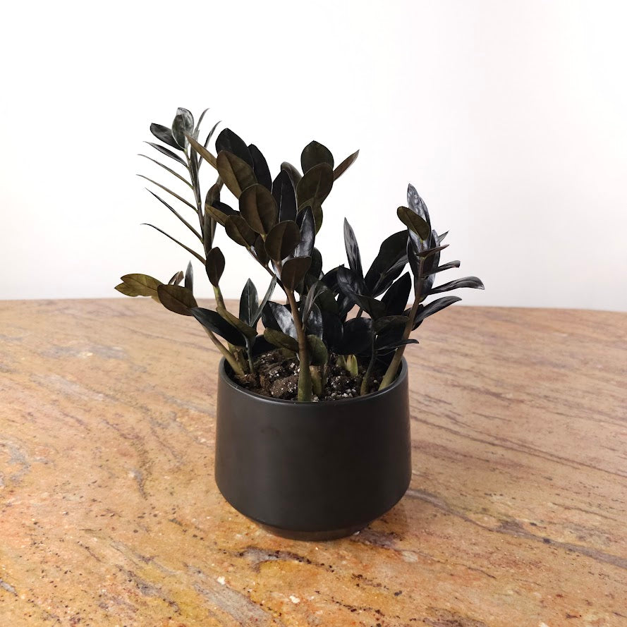 Black ZZ Plant: Zamioculcas zamiifolia 'Raven' - 6 inch pot — in black planter — indoor plant for sale by Promise Supply for delivery and pickup in Toronto.