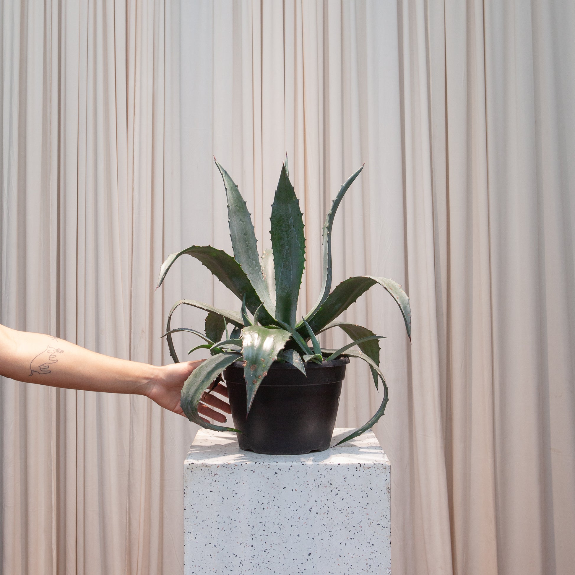 Blue: Agave tequilana - 8 inch pot — indoor plant — indoor plant for sale by Promise Supply for delivery and pickup in Toronto.