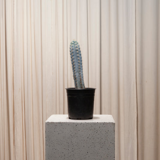 Blue Candle Cactus: Pilocereus azureus - 6 inch pot — plant in pot — indoor plant for sale by Promise Supply for delivery and pickup in Toronto.