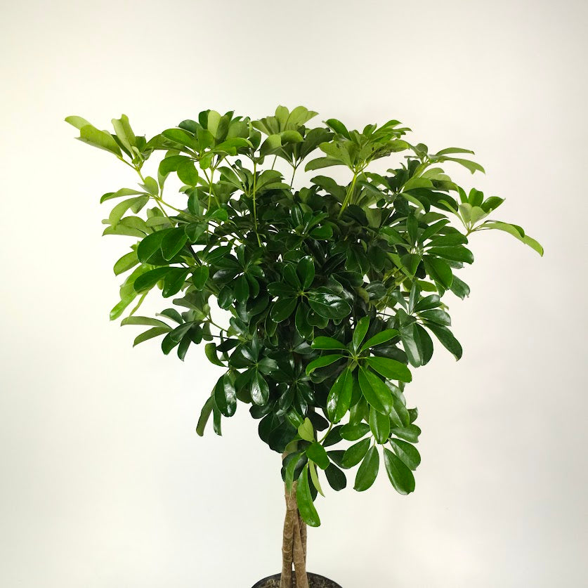Braided Dwarf Umbrella Tree: Schefflera arboricola - 10 inch pot - 4 foot tall
