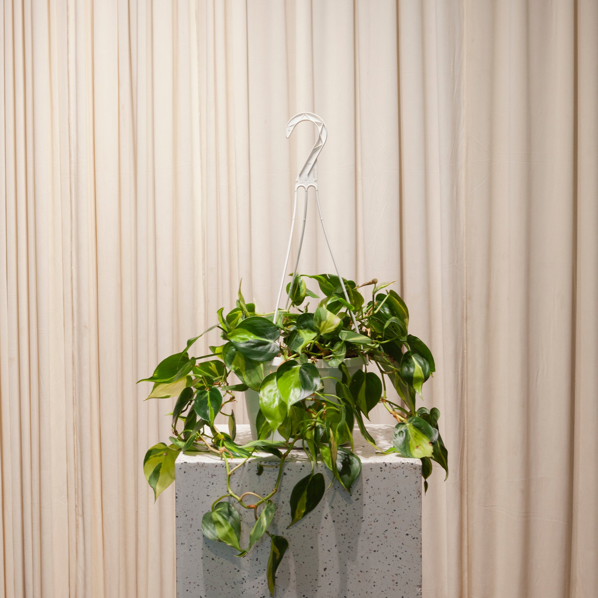Brasil Heart Leaf: Philodendron cordatum - 8 inch hanging basket — close-up of leaves — indoor plant for sale by Promise Supply for delivery and pickup in Toronto.