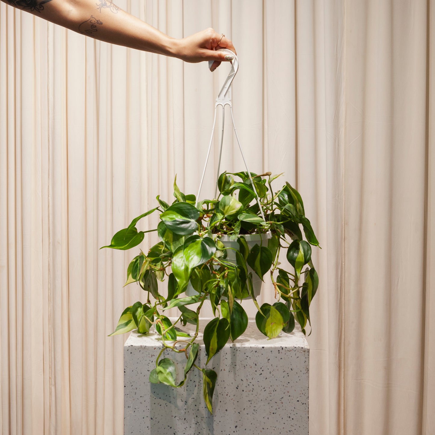 Brasil Heart Leaf: Philodendron cordatum - 8 inch hanging basket — close-up of leaves — indoor plant for sale by Promise Supply for delivery and pickup in Toronto.