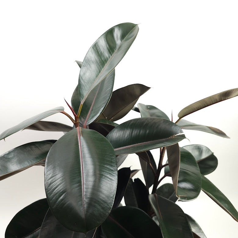 Burgundy Rubber Bush: Ficus elastica - 12 inch pot - 3-4 foot tall