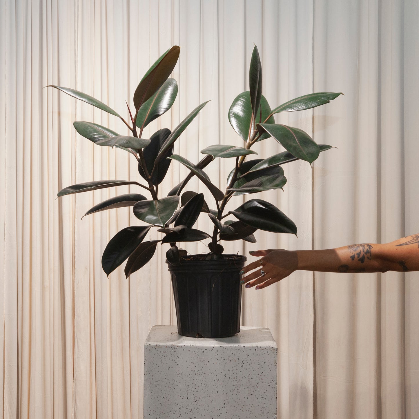 Burgundy Rubber Bush: Ficus elastica - 8 inch pot - 2.5-3 foot tall