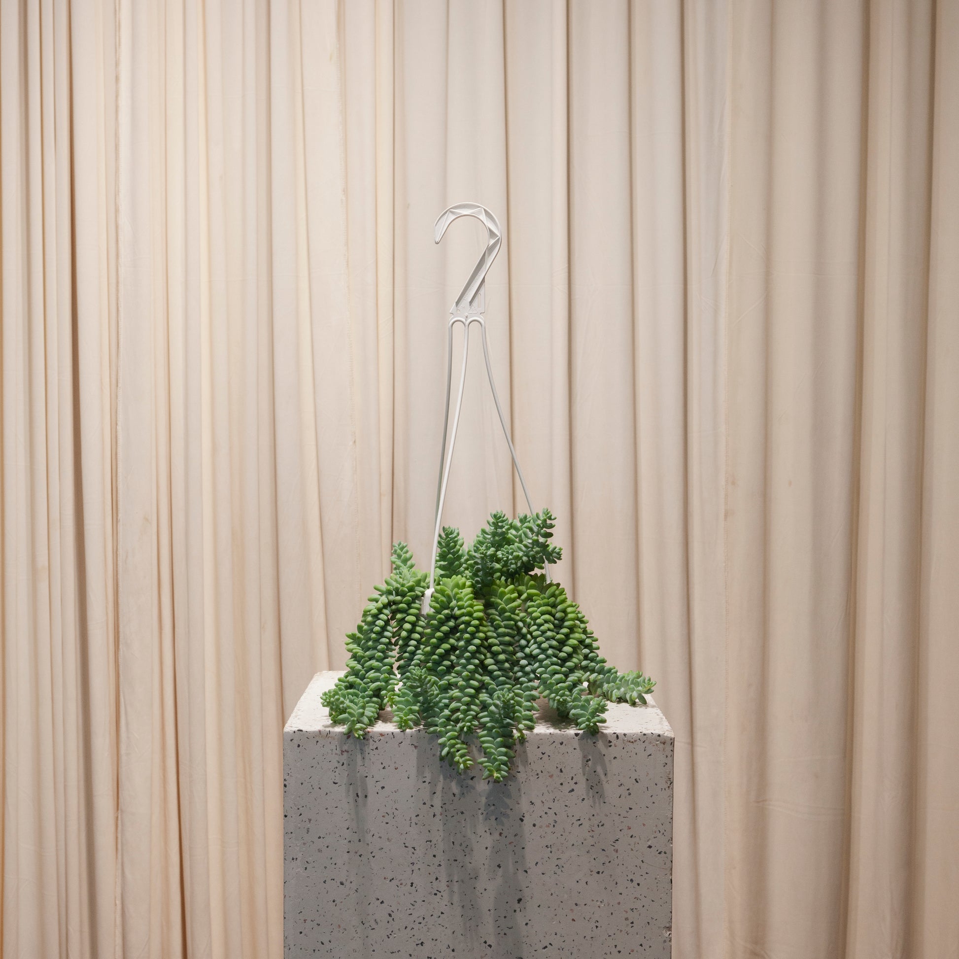 Burro's Tail: Sedum morganianum - 6 inch hanging basket — indoor plant — indoor plant for sale by Promise Supply for delivery and pickup in Toronto.