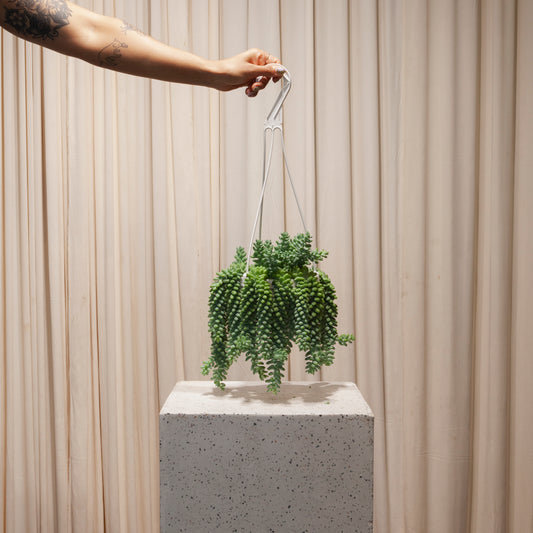 Burro's Tail: Sedum morganianum - 6 inch hanging basket — indoor plant — indoor plant for sale by Promise Supply for delivery and pickup in Toronto.