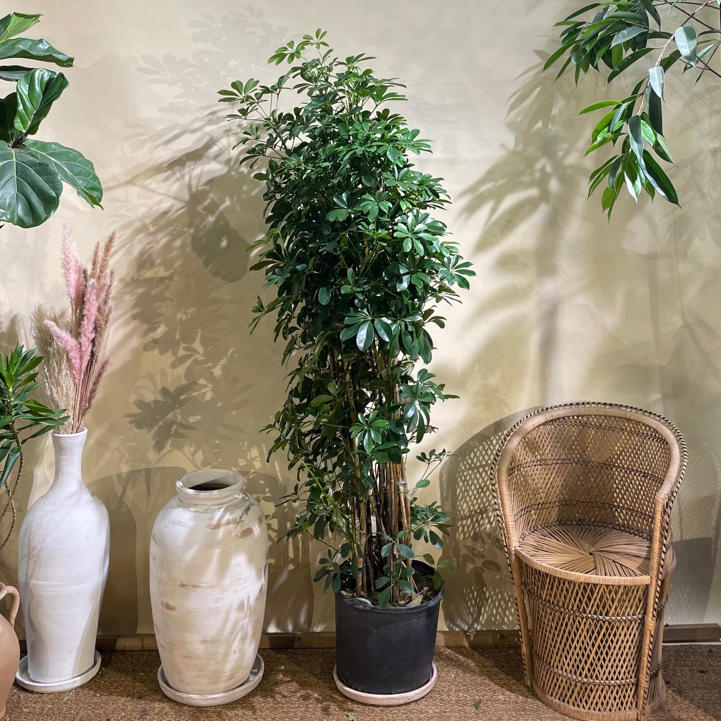 Umbrella Tree Column: Schefflera arboricola - 14 inch pot - 5.5-6 foot tall — indoor plant — indoor plant for sale by Promise Supply for delivery and pickup in Toronto.