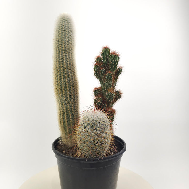 Cactus Trio: Assorted Ssp. - 6 inch pot — plant in pot — indoor plant for sale by Promise Supply for delivery and pickup in Toronto.