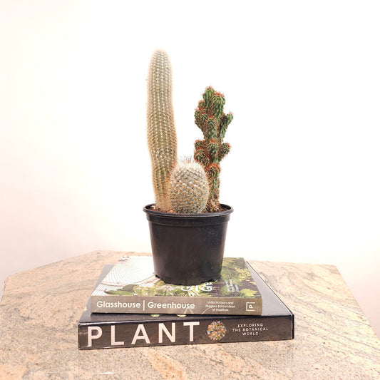 Cactus Trio: Assorted Ssp. - 6 inch pot — plant in pot — indoor plant for sale by Promise Supply for delivery and pickup in Toronto.