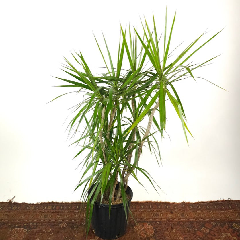 Character Dragon Tree: Dracaena Marginata - 10 inch pot - 4 foot tall