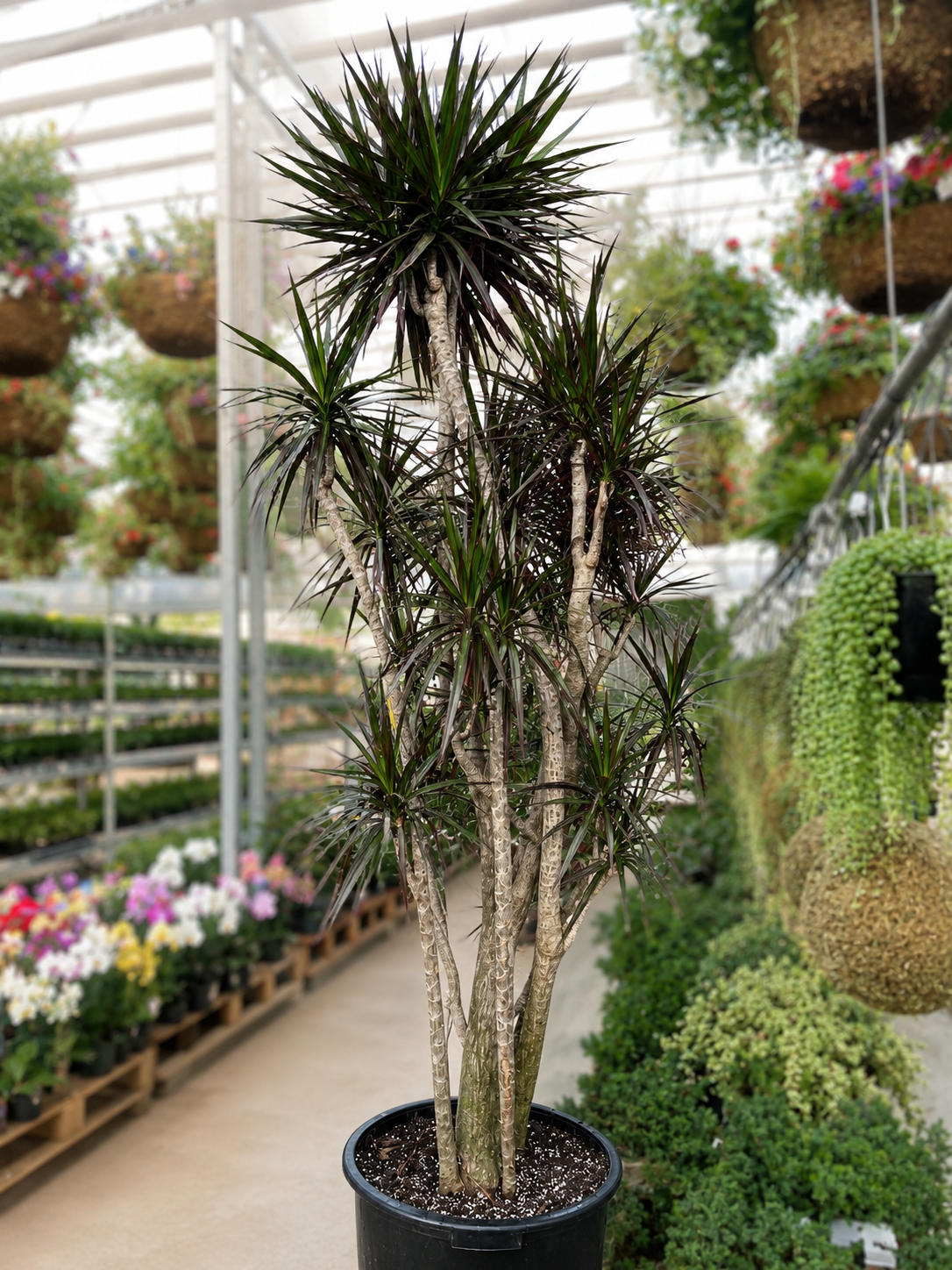Character Dragon Tree: Dracaena marginata - 17 inch pot - 6-7+ foot tall