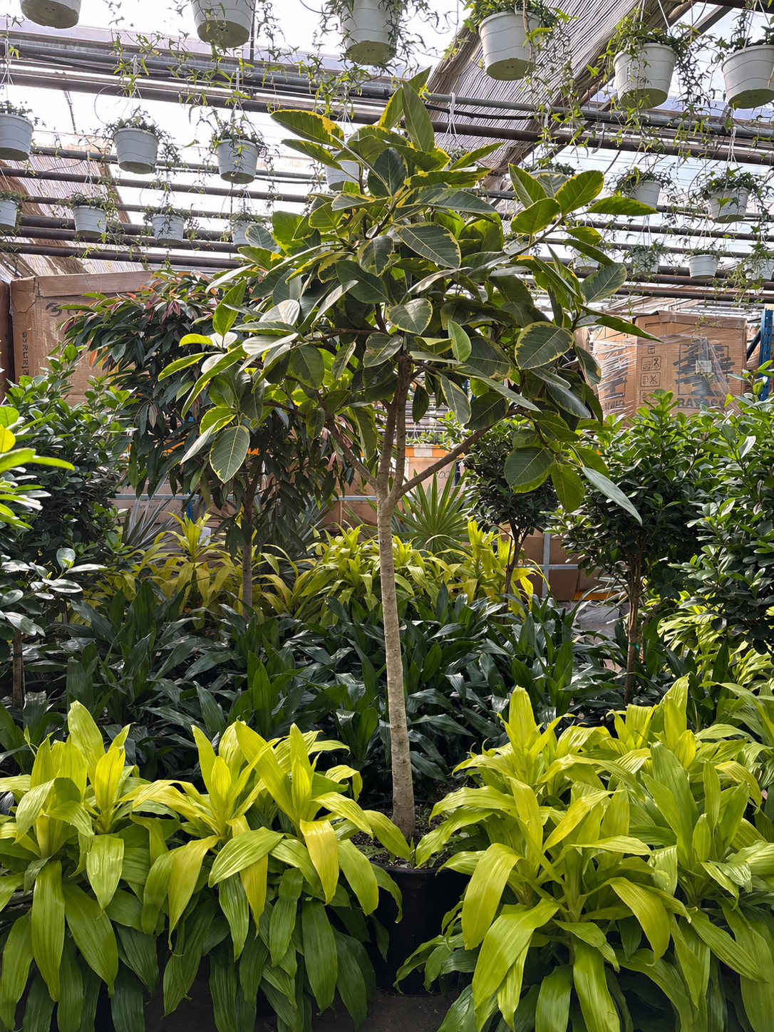 Yellow Gem Fig: Ficus altissima - 17 inch pot - 6-7 foot tall