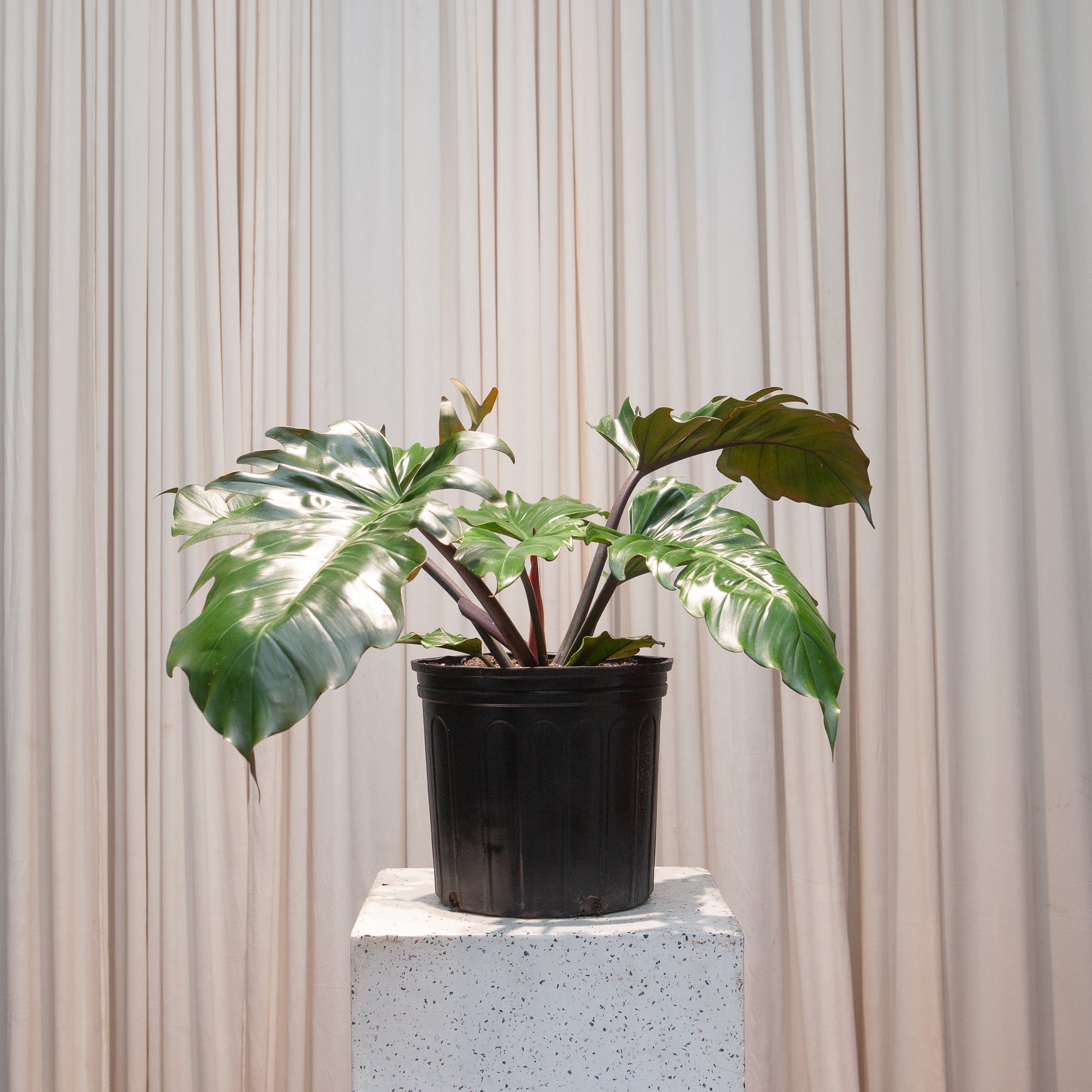 Chocolate Empress: Philodendron - 10 inch pot - 2-3 foot tall — indoor plant — indoor plant for sale by Promise Supply for delivery and pickup in Toronto.