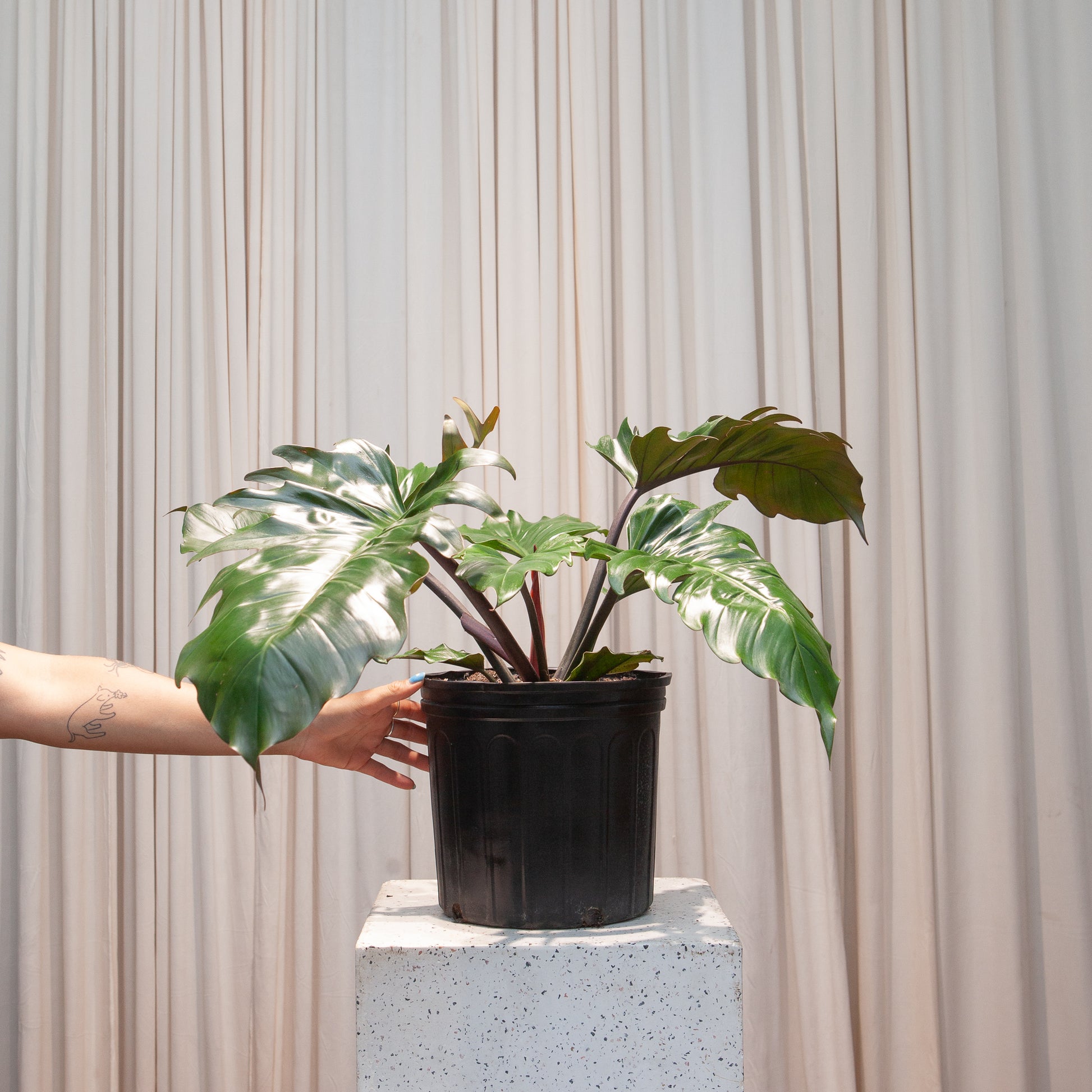 Chocolate Empress: Philodendron - 10 inch pot - 2-3 foot tall — indoor plant — indoor plant for sale by Promise Supply for delivery and pickup in Toronto.