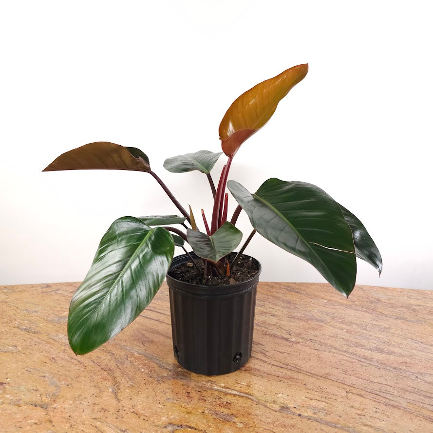 Congo Rojo: Philodendron - 8 inch pot — plant in pot — indoor plant for sale by Promise Supply for delivery and pickup in Toronto.