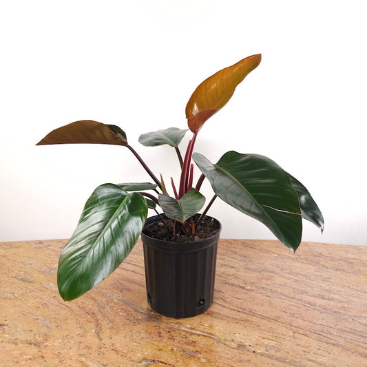 Congo Rojo: Philodendron - 8 inch pot — plant in pot — indoor plant for sale by Promise Supply for delivery and pickup in Toronto.