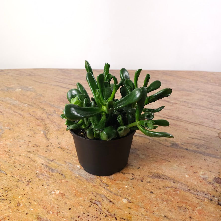 Coral Jade: Crassula ovata - 6 inch pot — plant in pot — indoor plant for sale by Promise Supply for delivery and pickup in Toronto.