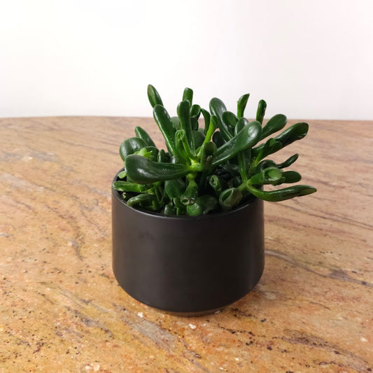 Coral Jade: Crassula ovata - 6 inch pot — plant in pot — indoor plant for sale by Promise Supply for delivery and pickup in Toronto.