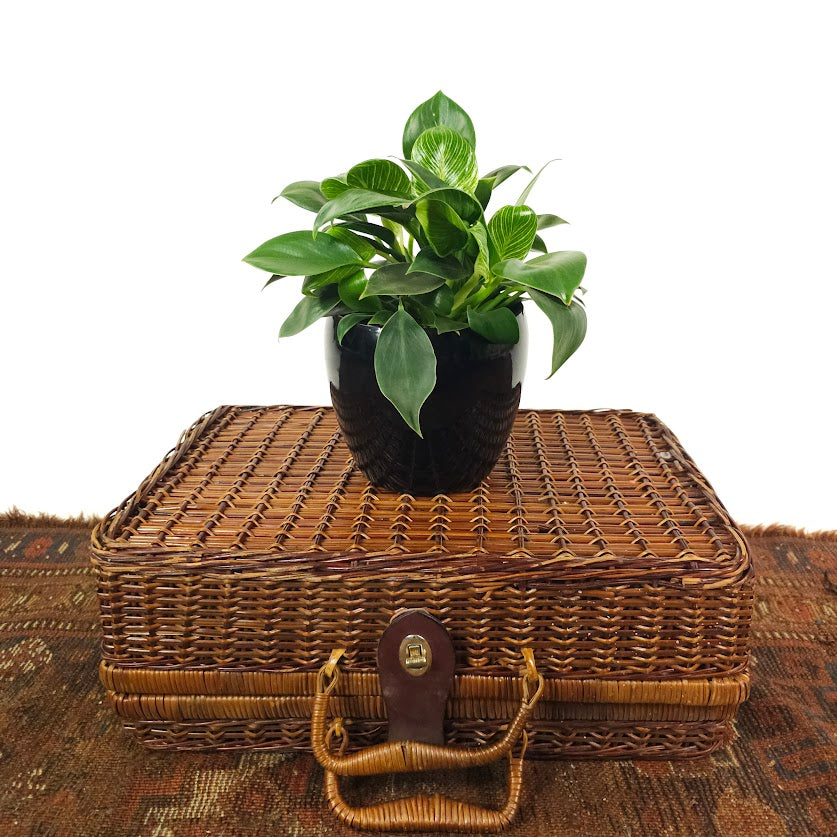 Corban Ceramic Planter | 5 inch Nursery Pot