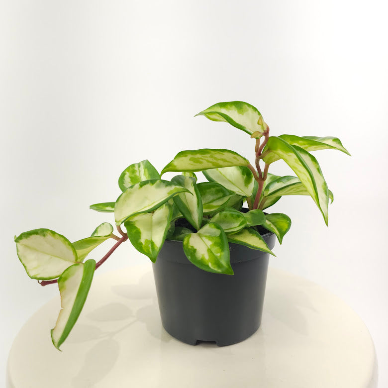 Crimson Princess Wax Plant: Hoya carnosa - 5 inch pot — plant in pot — indoor plant for sale by Promise Supply for delivery and pickup in Toronto.