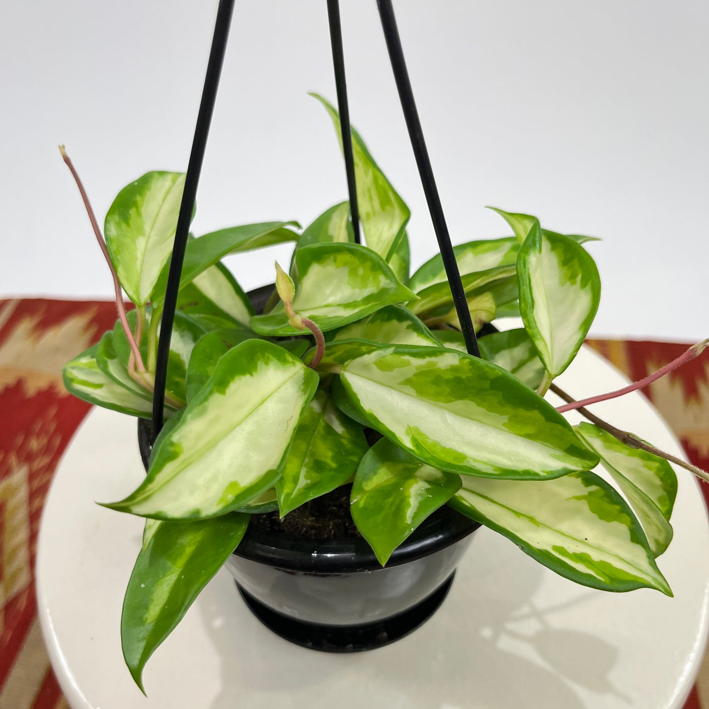 Crimson Princess Wax Plant: Hoya carnosa - 5 inch hanging basket — close-up of foliage — indoor plant for sale by Promise Supply for delivery and pickup in Toronto.