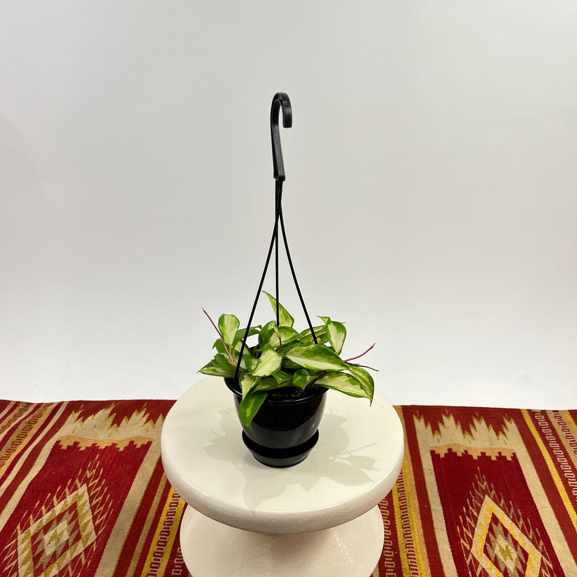 Crimson Princess Wax Plant: Hoya carnosa - 5 inch hanging basket — indoor plant — indoor plant for sale by Promise Supply for delivery and pickup in Toronto.