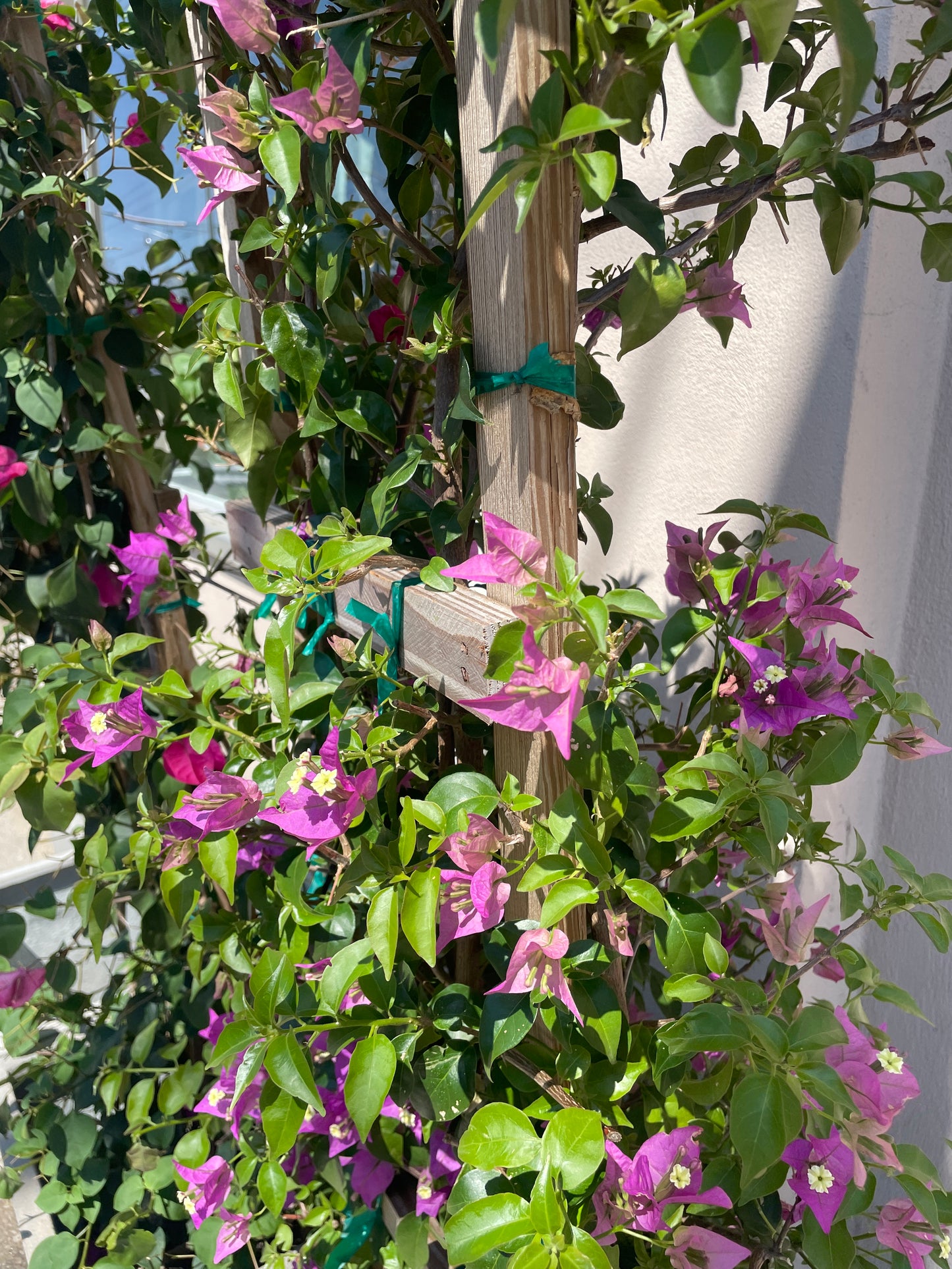 Paperflower Trellis: Bougainvillea - 14 inch pot