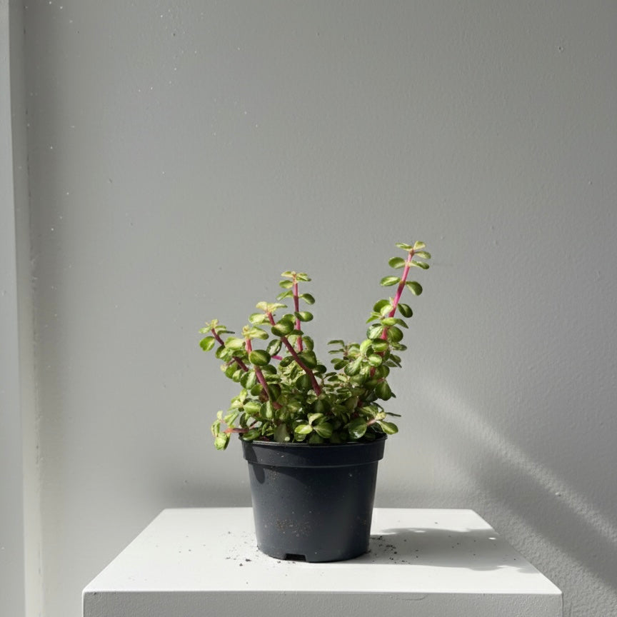 Midstripe Rainbow Bush: Portulacaria mediopicta - 5 inch pot