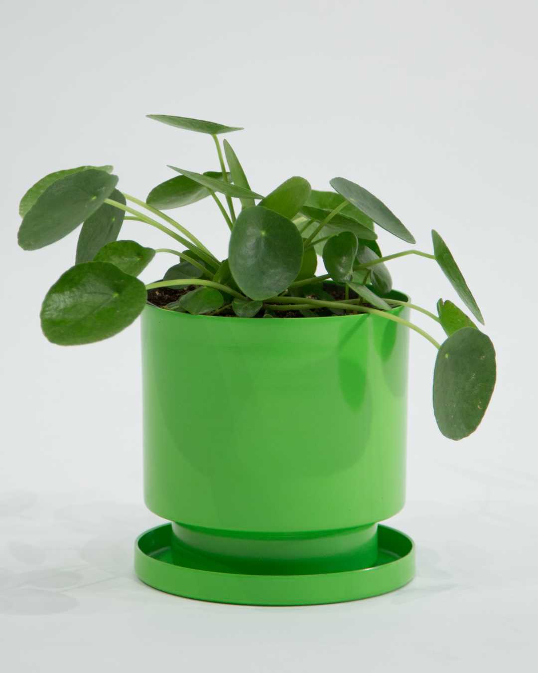 Pass It On Plant: Pilea peperomioides - 6 inch pot