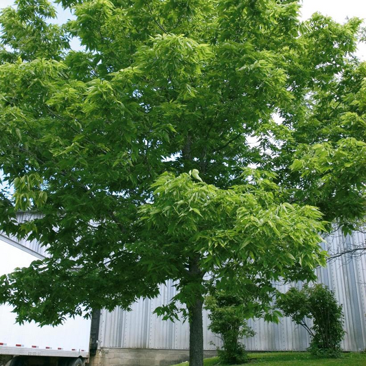 Common Hackberry: Celtis occidentalis - 250CM Tall BR
